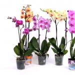 Орхидея фаленопсис: уход в домашних условиях, пересадка и размножение Как ухаживать за фаленопсисом после цветения