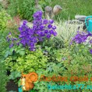 Выращивание садовых цветов