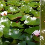 Водяная лилия, или нимфея: описание, виды и сорта, особенности выращивания и ухода