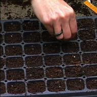 Как сажать капусту на рассаду в домашних условиях: правила выращивания и ухода Посадка капусты на рассаду в