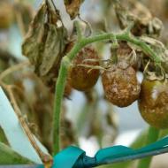 Самые эффективные методы борьбы с фитофторой на помидорах Можно ли перерабатывать помидоры с фитофторой