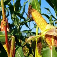 Когда сажают кукурузу в разных регионах россии и украины Уход за кукурузой в открытом грунте: правила выращивания